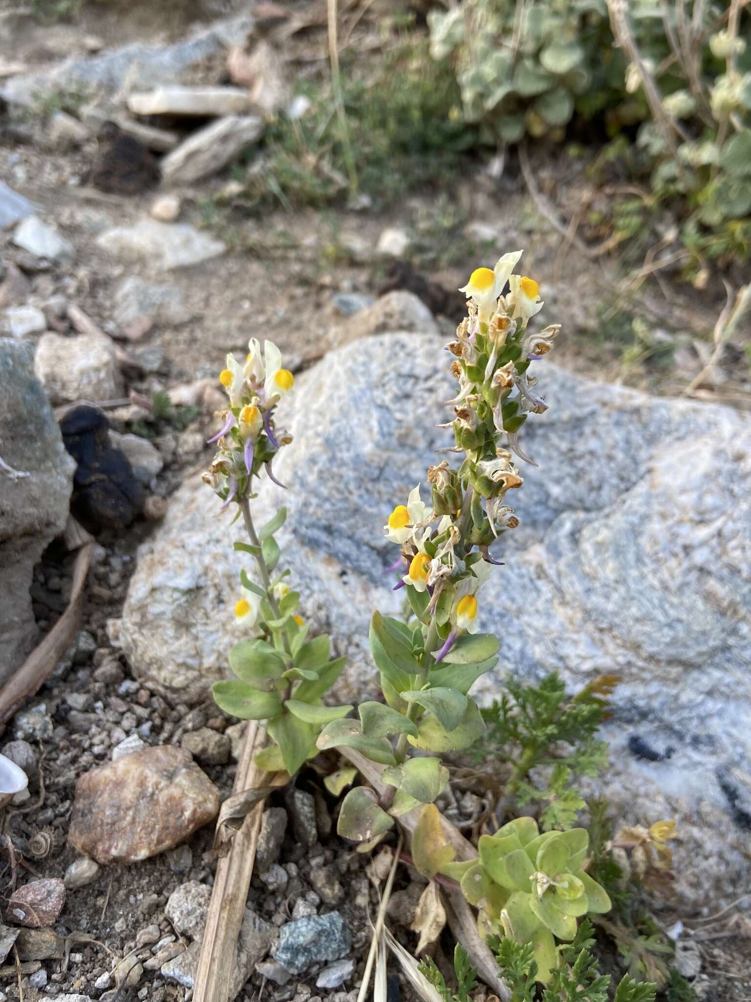 Image de Linaria triphylla (L.) Mill.