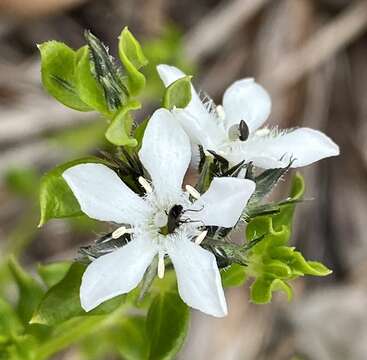 Image of Orianthera serpyllifolia (R. Br.) C. S. P. Foster & B. J. Conn