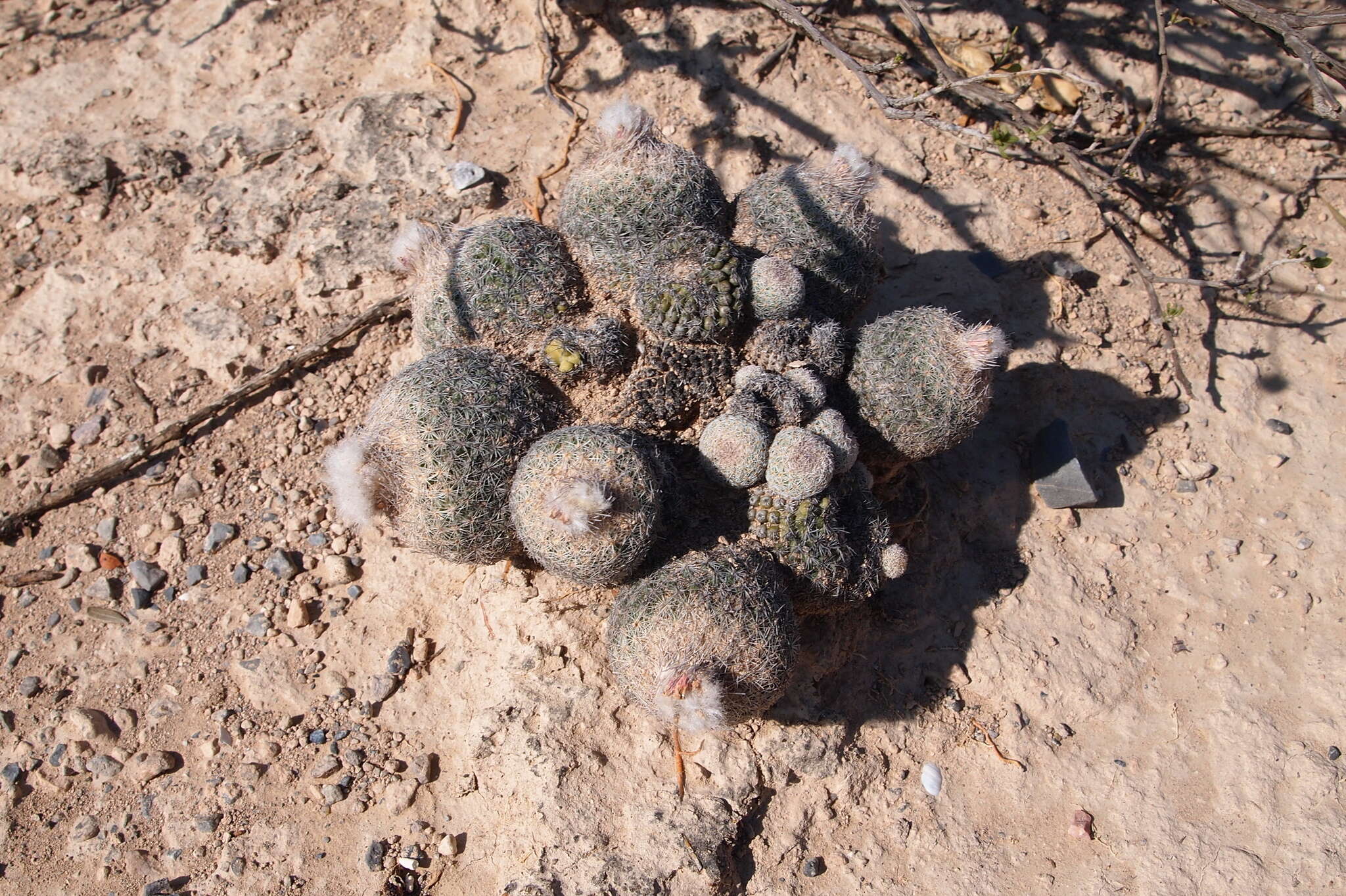 Image of Epithelantha greggii (Engelm.) Orcutt