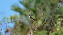 Sporophila leucoptera bicolor (d'Orbigny & Lafresnaye 1837) resmi