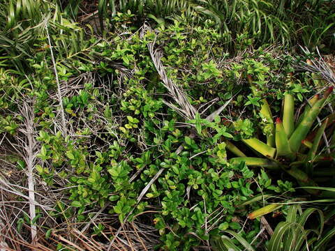 Image of Neoregelia cruenta (Graham) L. B. Sm.