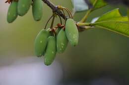 Imagem de Osmanthus fragrans Lour.