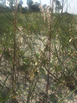 Image of gulf bluestem