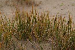 Image of Hoppner's Sedge