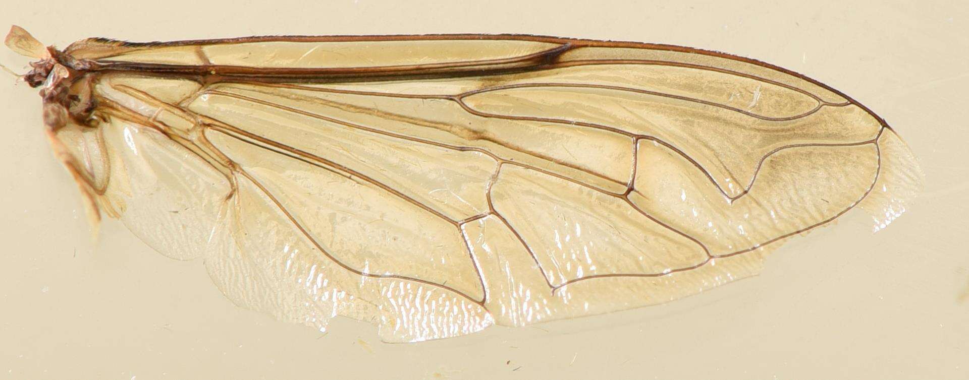 Imagem de Phytomia incisa (Wiedemann 1830)