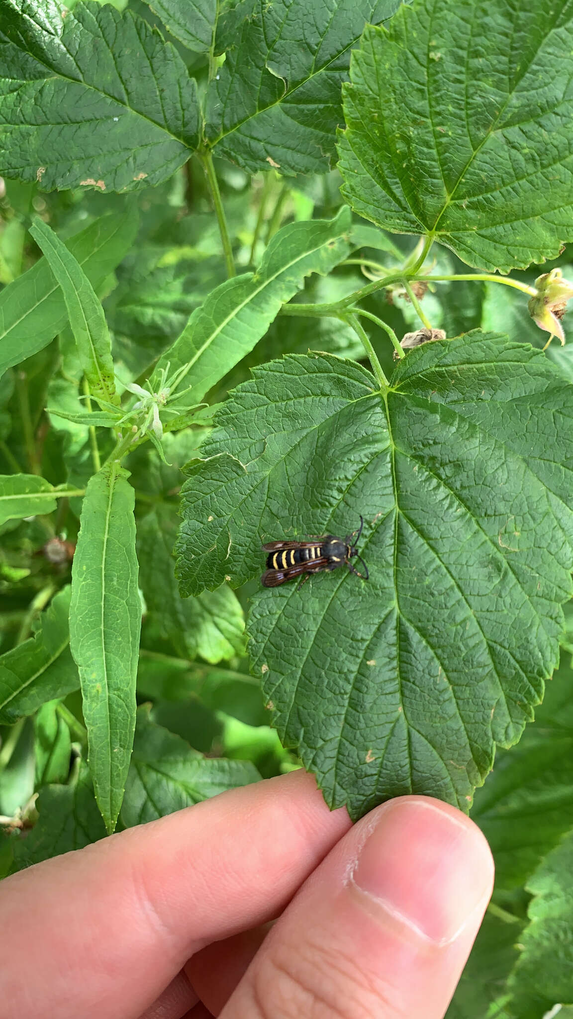 Image of Raspberry Clearwing