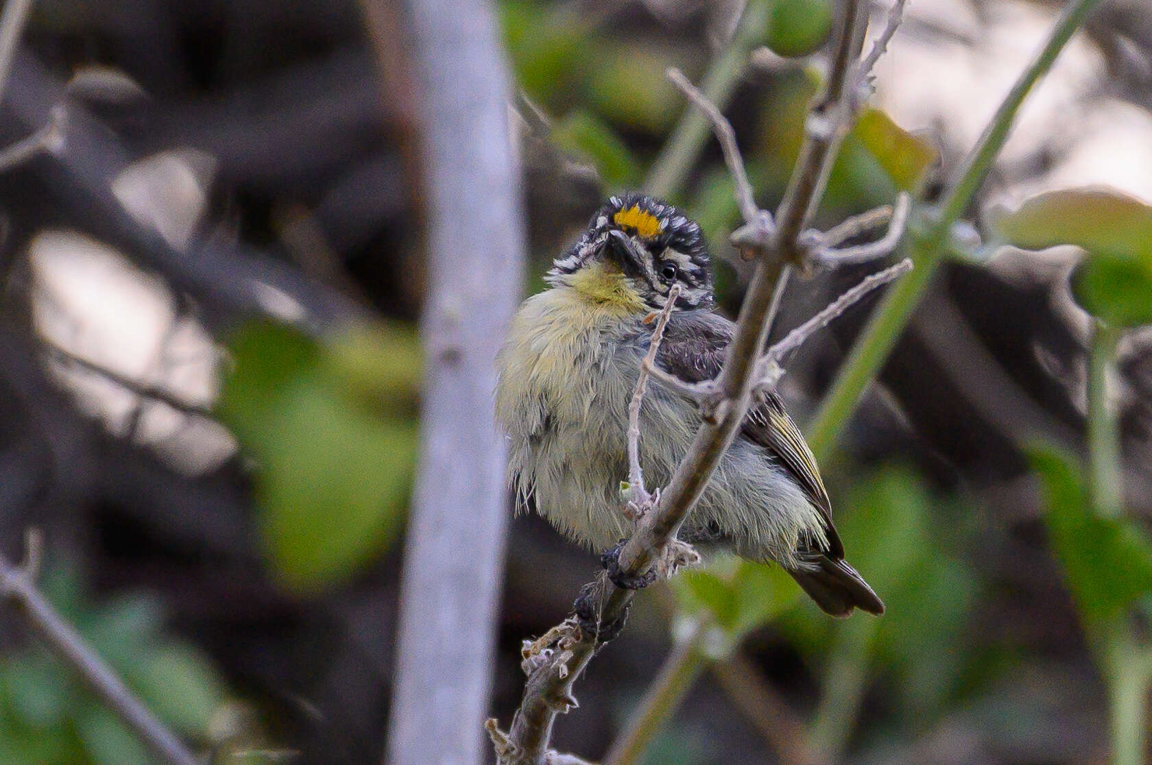 Image of Yellow-fronted Tinkerbird