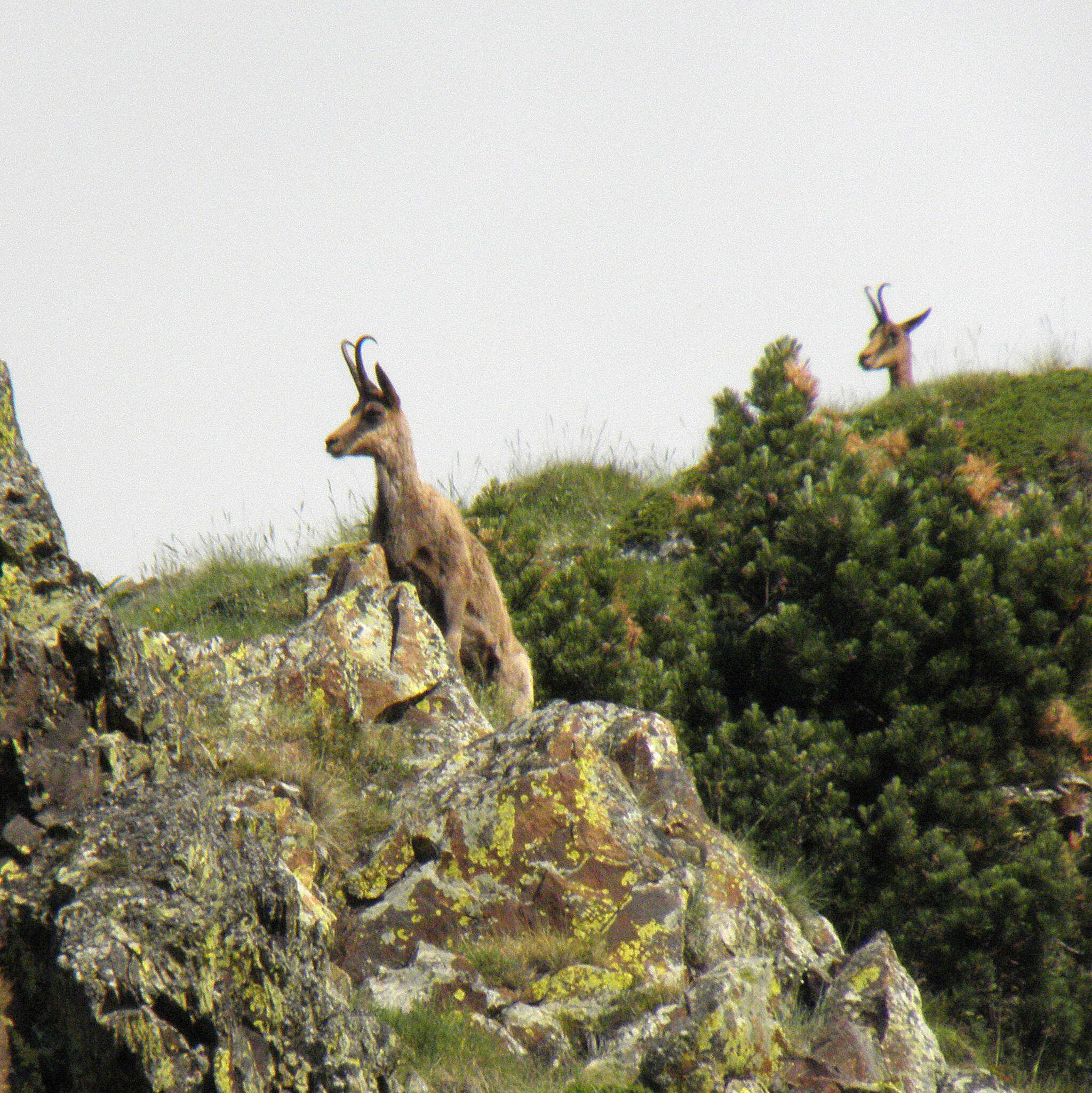 Image of Abruzzo Chamois