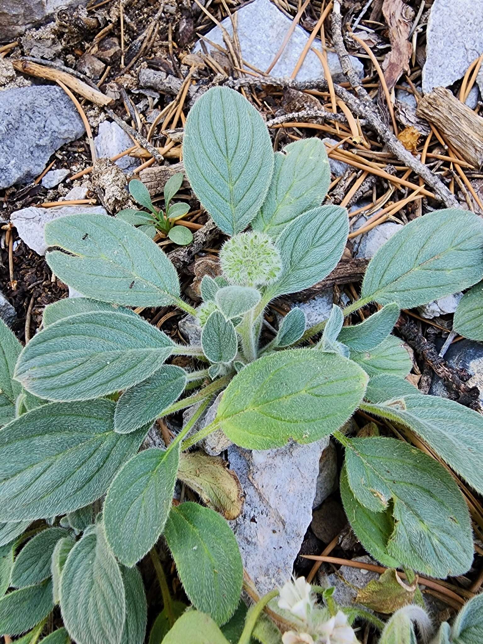 Image of Charleston phacelia