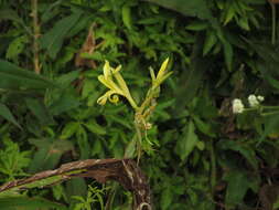 Imagem de Canna glauca L.