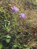 صورة Knautia dipsacifolia Kreutzer