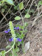 Image of Plectranthus lasianthus (Gürke) Vollesen