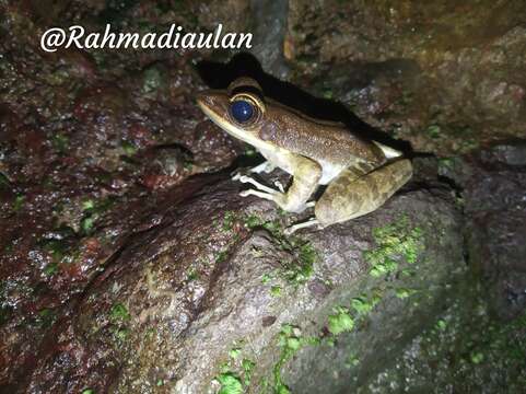 Image of Green Tree Frog