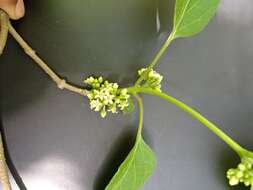 Image of <i>Marsdenia gualanensis</i>