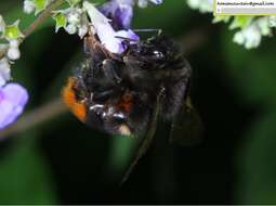 Image of Bombus ignitus Smith 1869