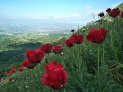 Image of Oriental poppy