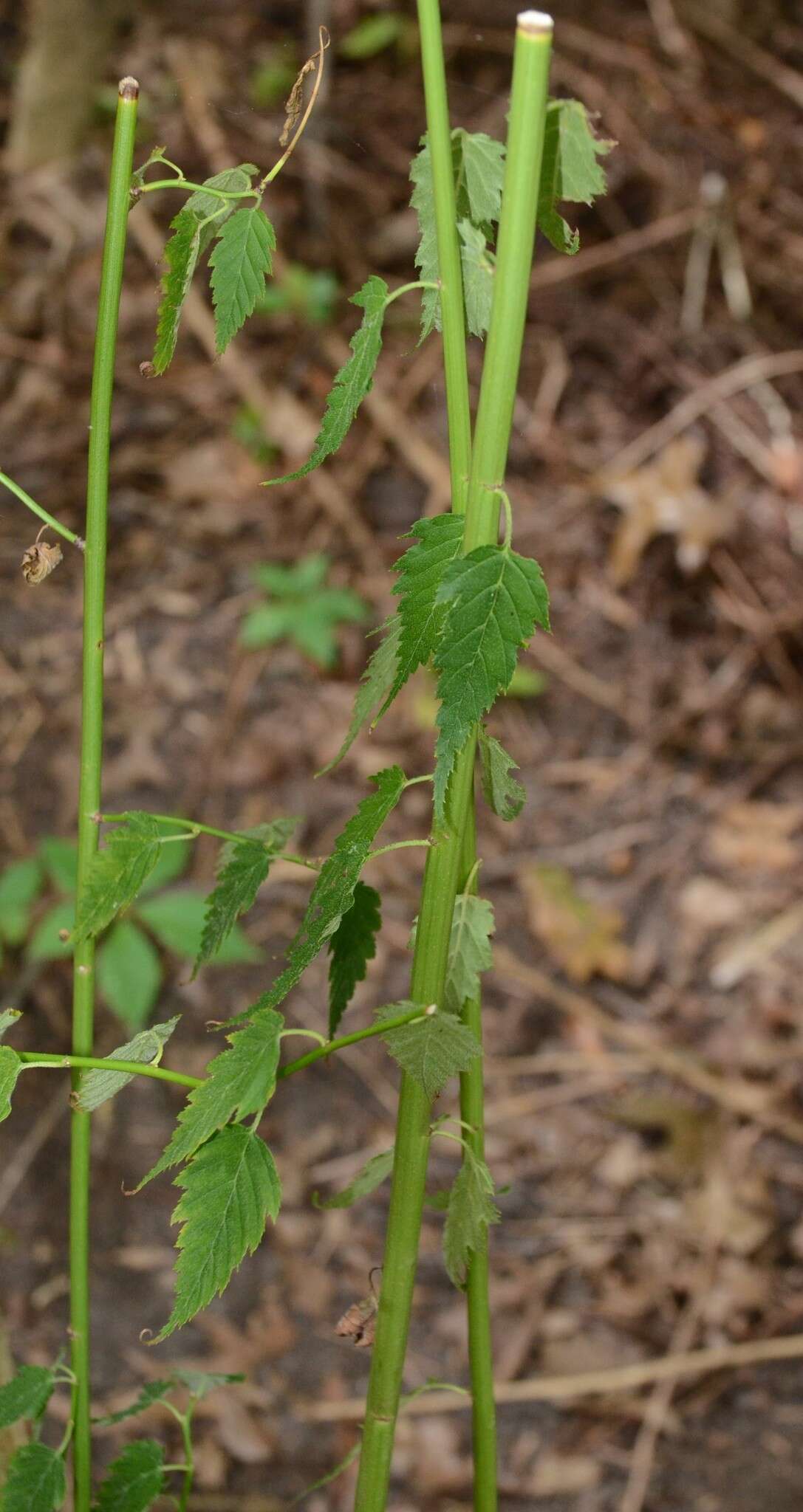 Image of laceshrub