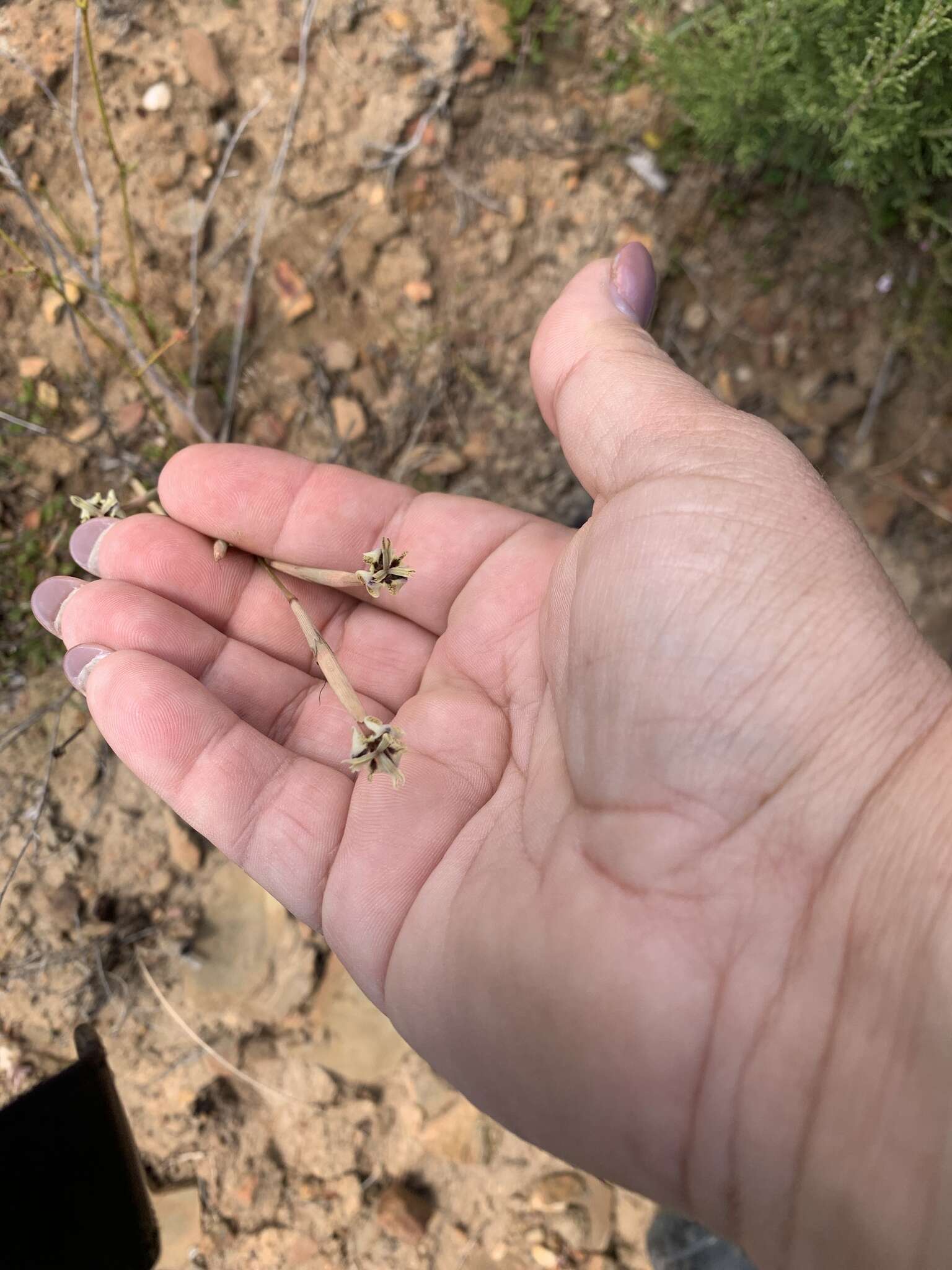 Image of Moraea inconspicua Goldblatt