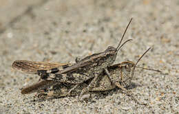 Epacromius tergestinus ponticus (Karny 1907) resmi