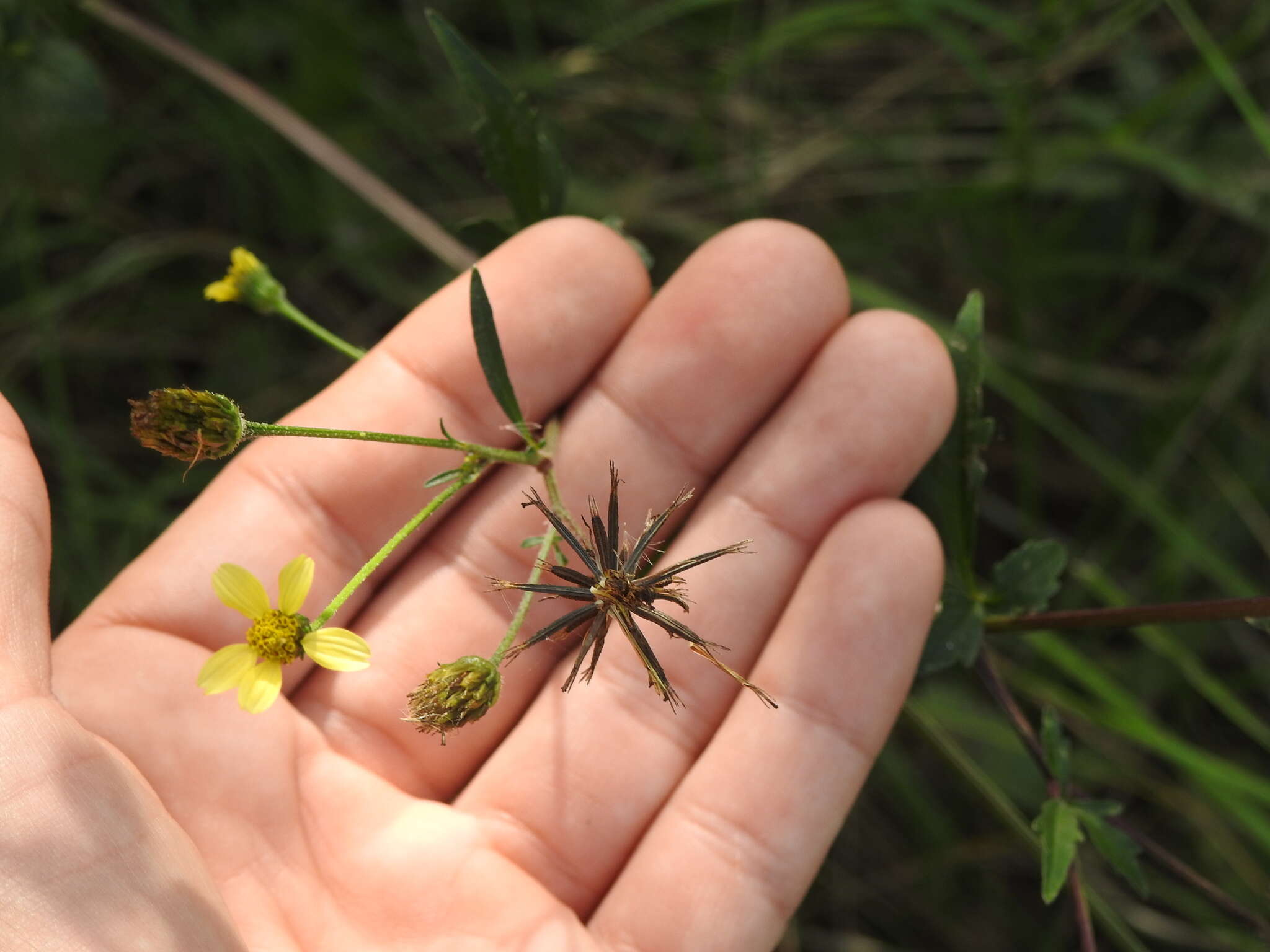 Image of Bidens subalternans DC.