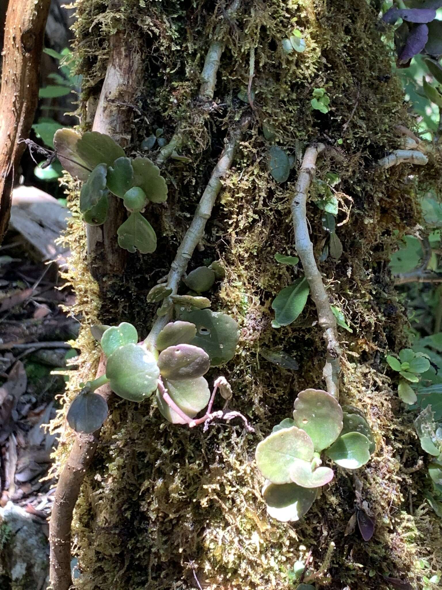 Kalanchoe porphyrocalyx (Bak.) Baill. resmi