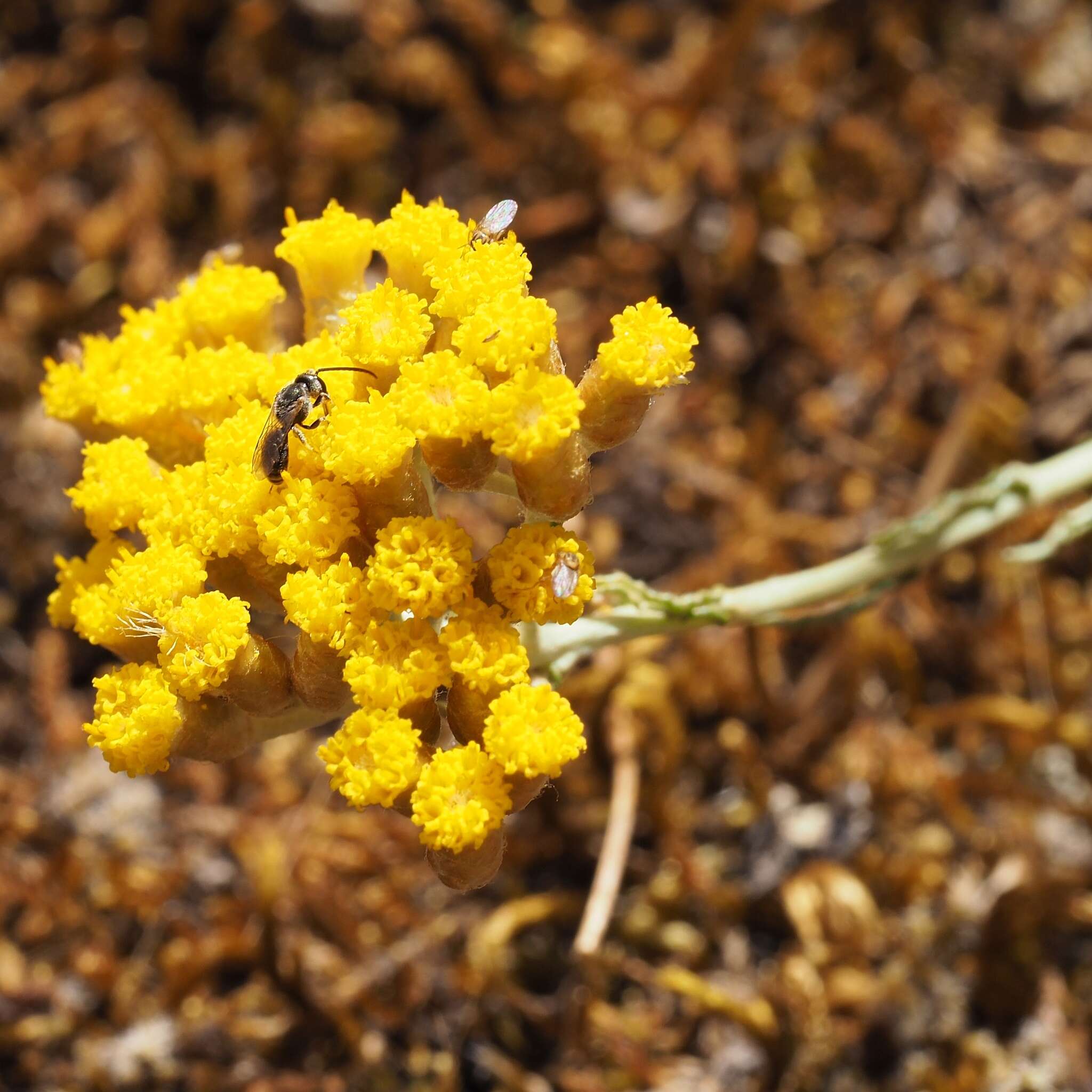 Image of Helichrysum italicum subsp. microphyllum (Willd.) Nym.