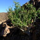 Plancia ëd Commiphora namaensis Schinz