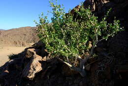 Image of Commiphora namaensis Schinz