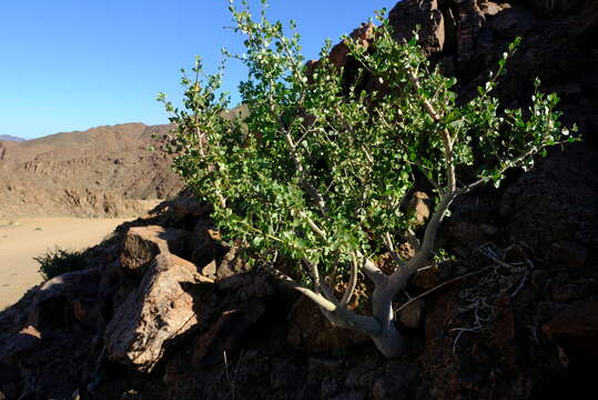 Image of Commiphora namaensis Schinz