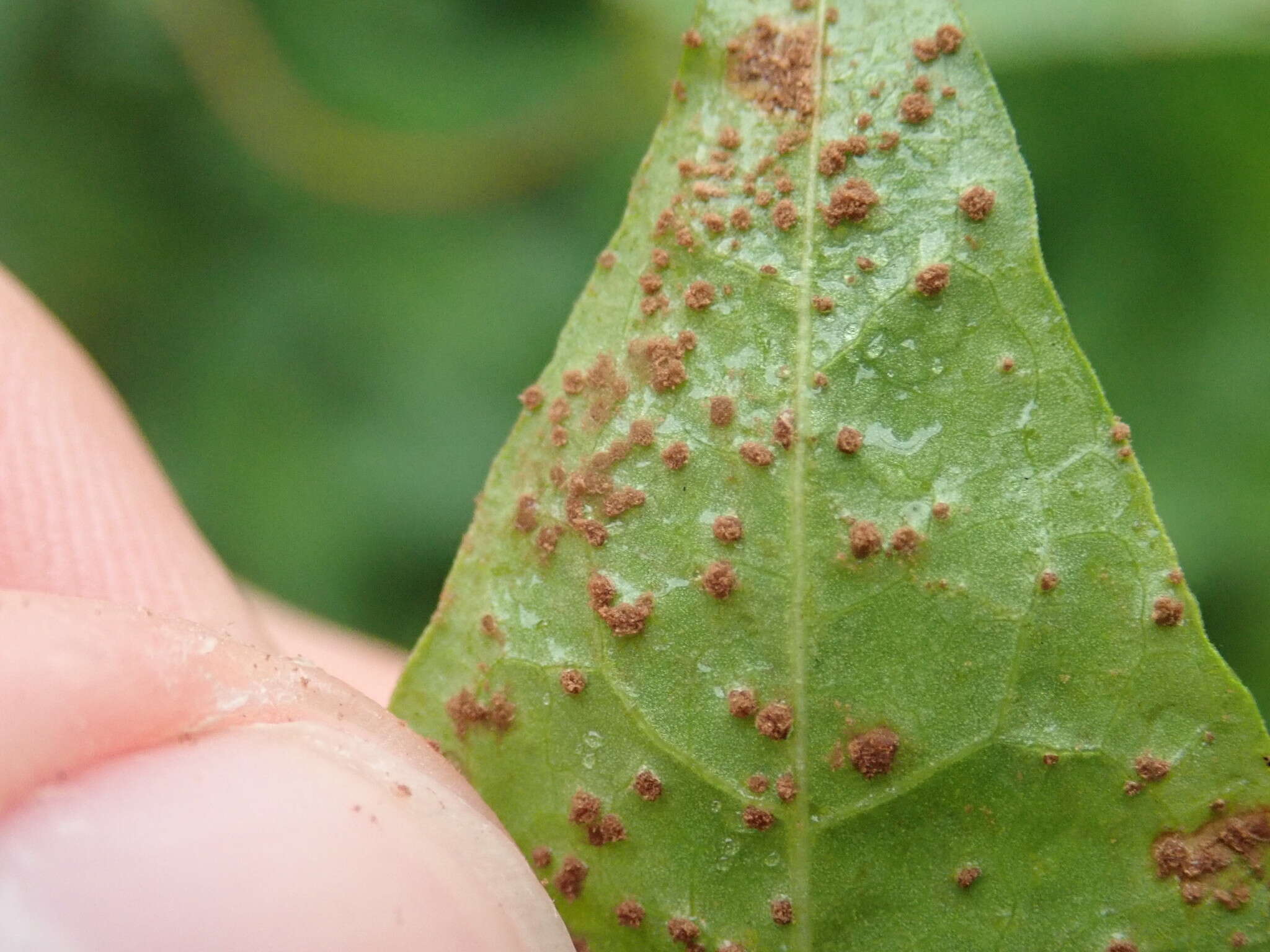 Image of Puccinia polygoni-amphibii Pers. 1801