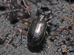 Image of Rough-necked Springtail-stalker