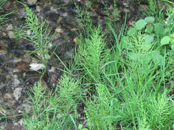 Image of field horsetail