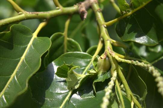 Image of Asian chestnut gall wasp