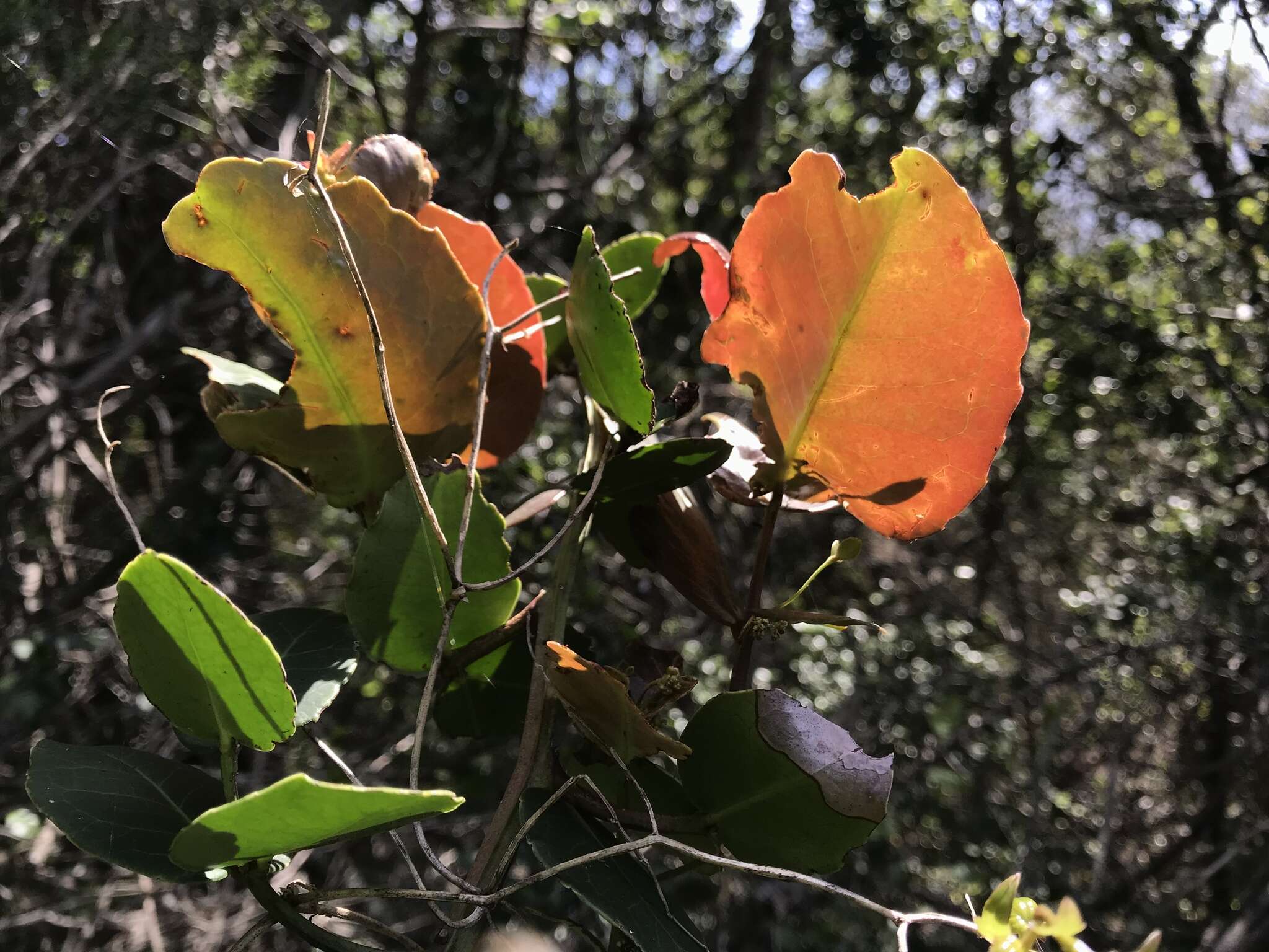 Image de Lauridia tetragona (L. fil.) R. H. Archer