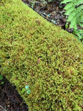 Image of kilt fern moss