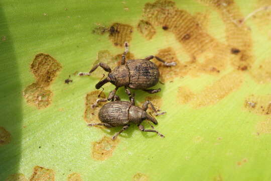 Image of Waterhyacinth Weevils