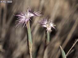 Image of Dianthus sinaicus Boiss.