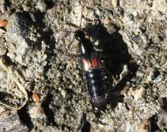 Image of Beetle