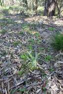 Image of Carousel spider orchid