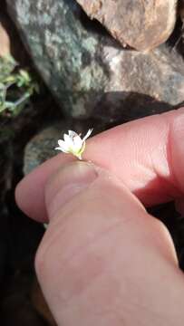 Image of Stellaria fischeriana Ser.