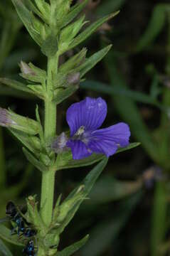 Слика од Stemodia florulenta W. R. Barker