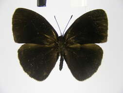 Image of Smith's Bush-brown