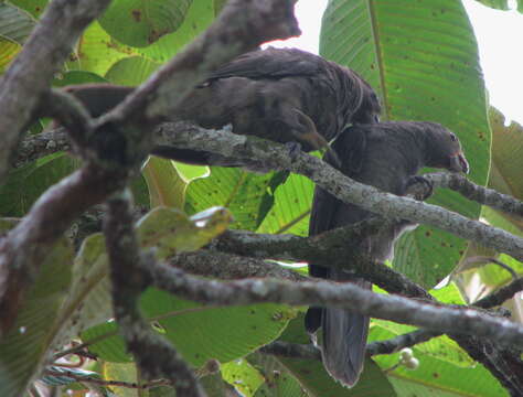 Image de Perroquet des Seychelles