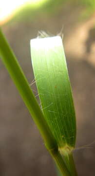 Image of Gopher-Tail Love Grass