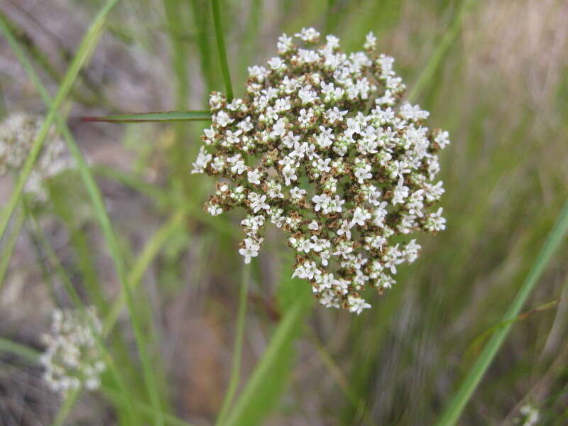 Image of Selago corymbosa L.