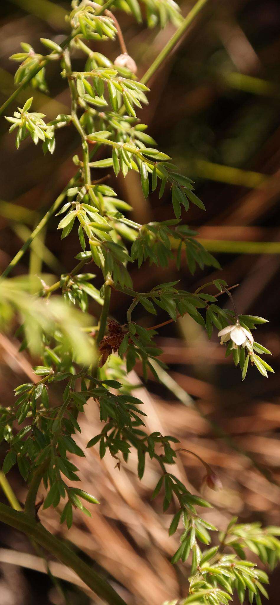 Image of Asparagus ramosissimus Baker