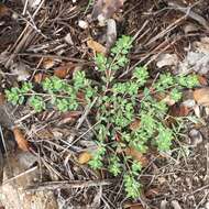 Image of Euphorbia indivisa (Engelm.) Tidestr.