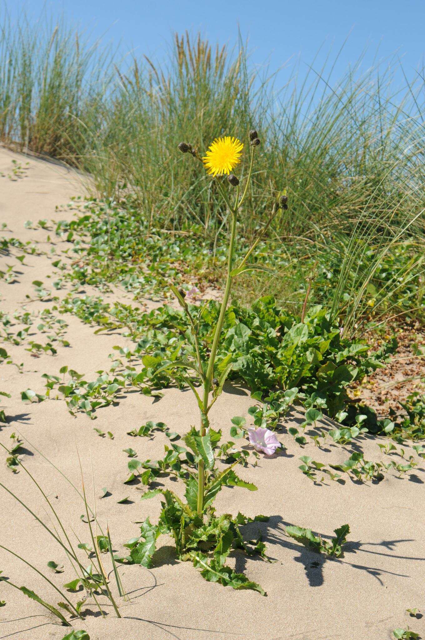 Plancia ëd Sonchus arvensis L.