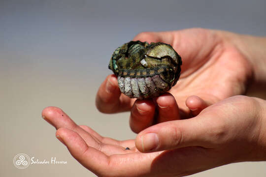 Image of smooth Panama chiton