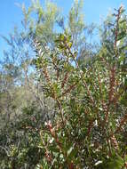 Sivun Callistemon pungens subsp. pungens kuva